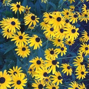 Meet your Posher, Maddie